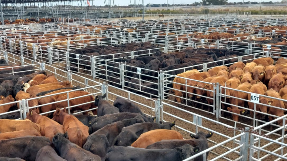 Mercado Agroganadero S.A.    09:15    martes 14 de abril de 2026