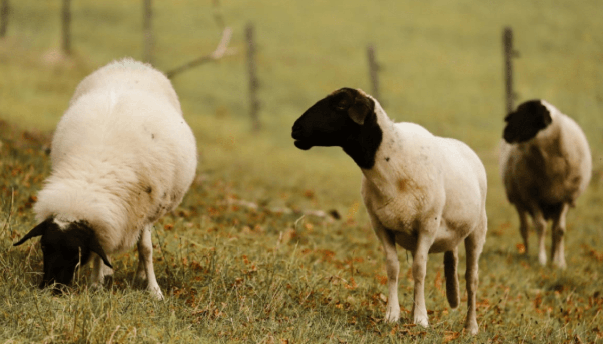 La “vaca loca” de los ovinos: cómo ingresó al país, cuáles son sus riesgos y qué medidas tomó el Senasa